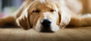 Parketreus sfeer interieur - slider hond