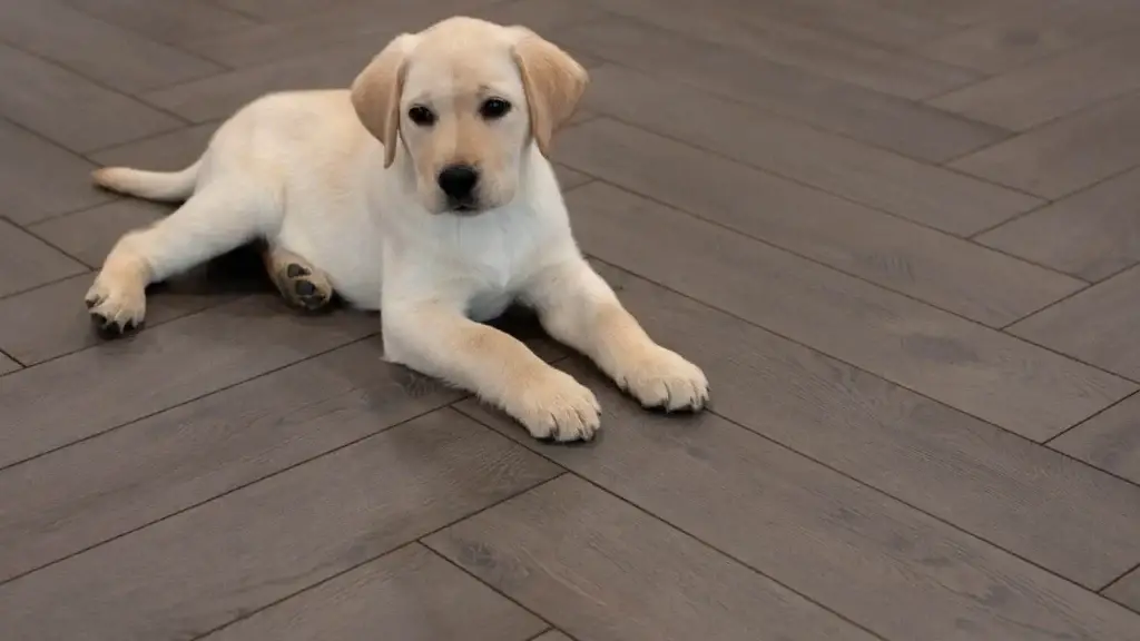 visgraat vloer met golden retriever pup